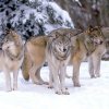 Les loups de Yellowstone