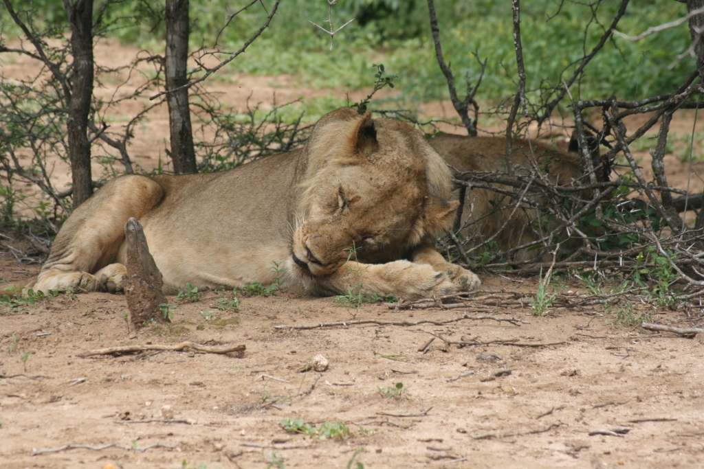 lion5.jpg