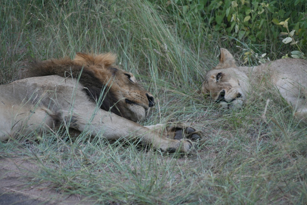 lion6.jpg