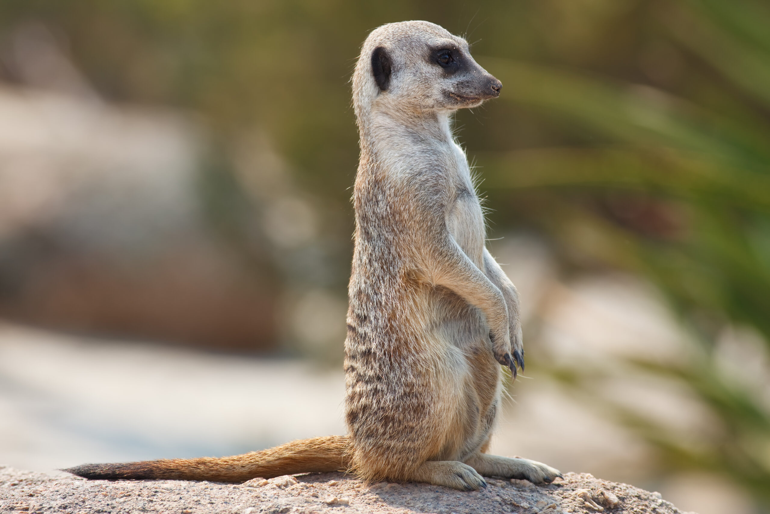 suricate